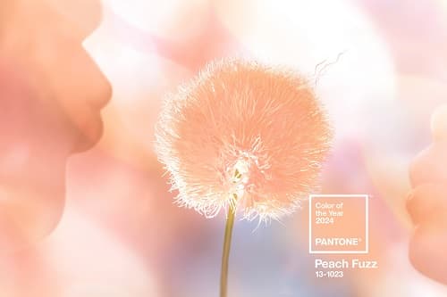 2024 PANTONE RENGİ BELLİ OLDU: ŞEFTALİ TÜYÜ